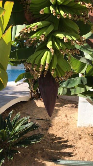 ארונה Gezellige Villa Met Prachtig Zicht En Zwembad מראה חיצוני תמונה