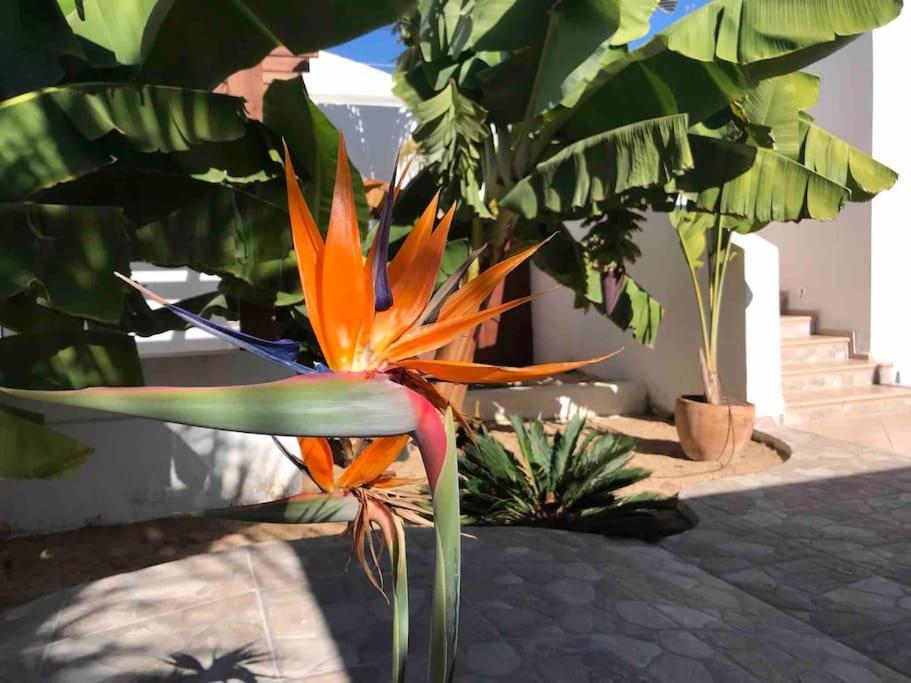 ארונה Gezellige Villa Met Prachtig Zicht En Zwembad מראה חיצוני תמונה